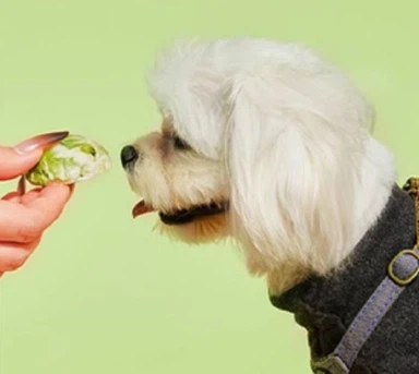 Замразяване на изсушени брюкселски кълнове